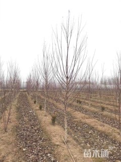 5公分美国红枫-红冠