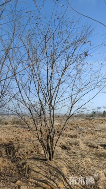 60公分丛生朴树