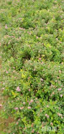 高度30厘米绣线菊