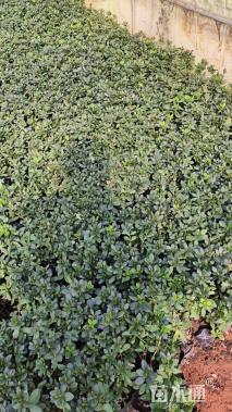 高度20厘米杜鹃