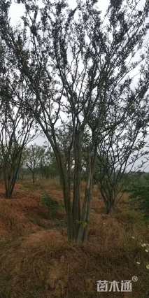 15公分朴树