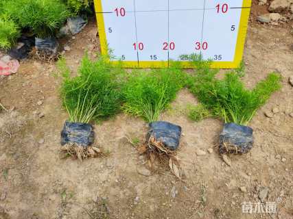 25厘米天门冬
