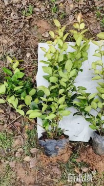 高度50厘米金森女贞