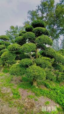 高度260厘米瓜子黄杨