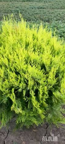 冠幅80厘米洒金柏球