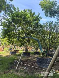 高度300厘米造型铁冬青