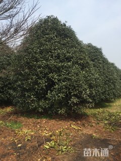 15公分朱砂桂