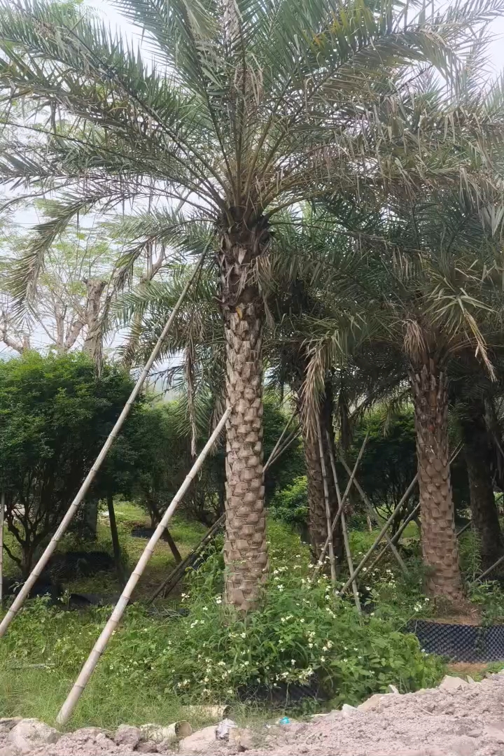 裸干高300厘米银海枣