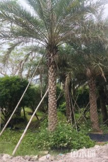 裸干高300厘米银海枣