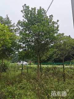 10公分山杜英