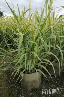 高度60厘米花叶芦竹