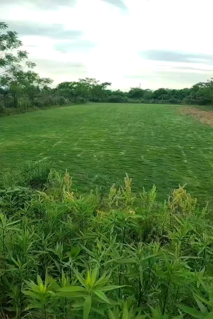 草卷状马尼拉草