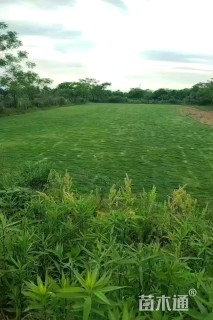 草卷状马尼拉草