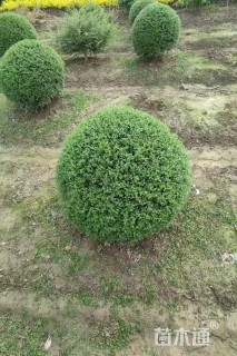 高度60厘米川滇蜡树