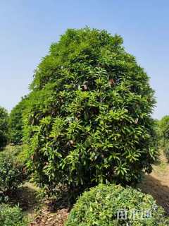12公分秋紫白蜡