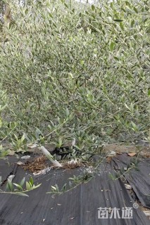 30公分油橄榄