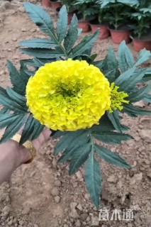 高度30厘米万寿菊