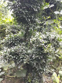 高度200厘米金弹子