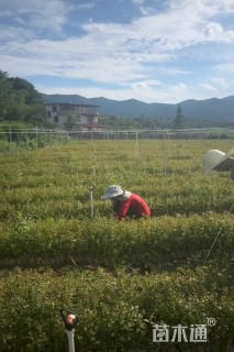 高度80厘米桉树小苗