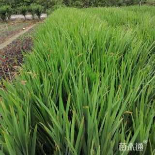 高度50厘米黄菖蒲