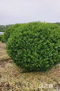 冠幅120厘米卫矛球