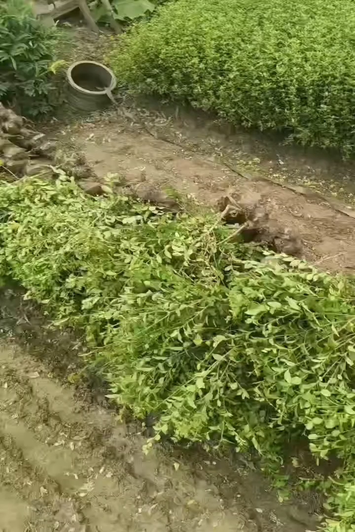 高度20厘米水蜡