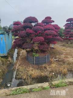 15公分造型红花继木桩