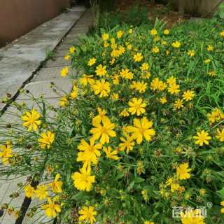 高度50厘米大花金鸡菊