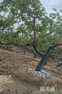 12公分龙爪柿子树