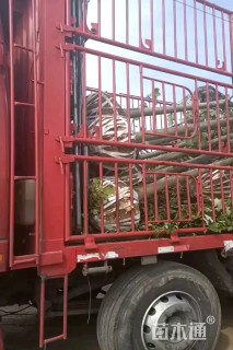 9公分杂交马褂木