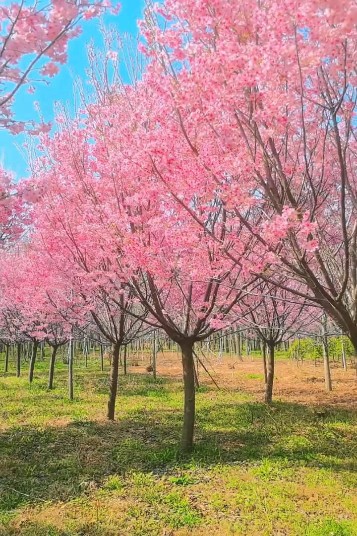 12公分日本早樱