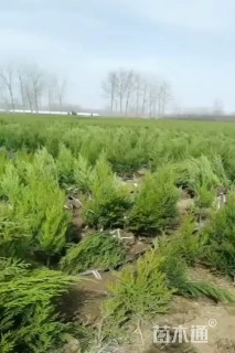 高度65厘米塔柏