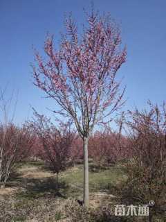 高度600厘米紫荆