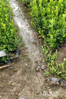 高度40厘米冬青小苗