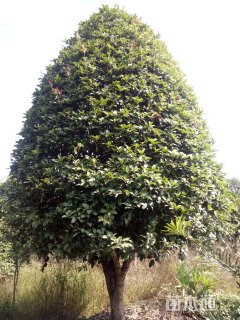 20公分桂花