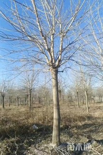 12公分金叶复叶槭