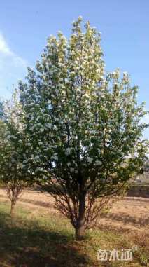 15公分八棱海棠