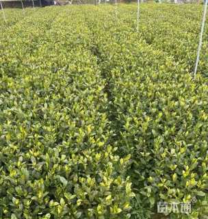 高度50厘米中叶栀子