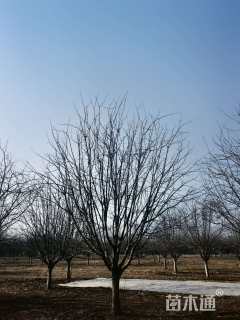 18公分绚丽海棠