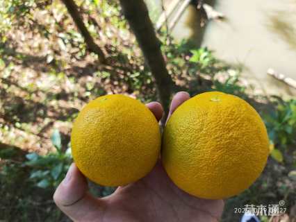 5公分香橼