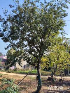 80公分朴树