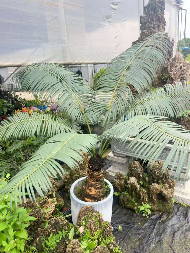 裸干高30厘米铁树