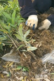 高度40厘米狭叶十大功劳小苗