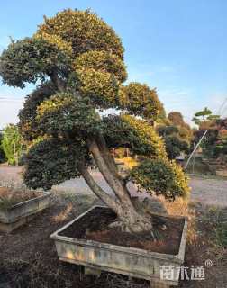 高度180厘米红花继木