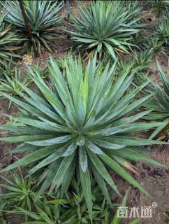 高度30厘米凤尾兰