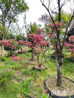 高度200厘米毛鹃