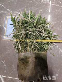 大桶苗菲白竹