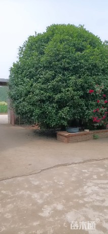 24公分桂花
