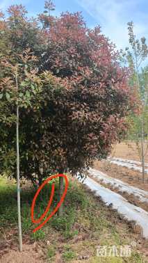 10公分红叶石楠