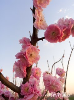 10公分梅花